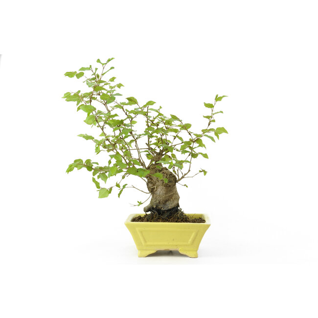 Charme coréen, 28 cm, ± 15 ans