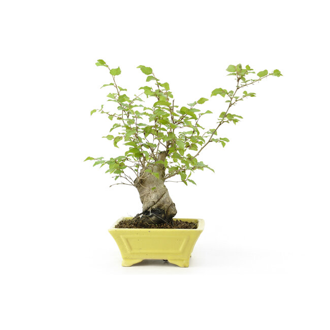 Charme coréen, 28 cm, ± 15 ans