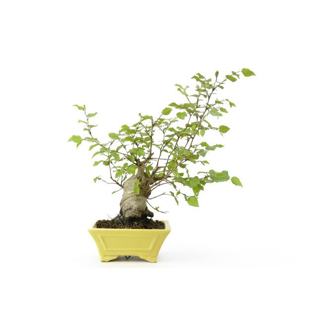 Charme coréen, 28 cm, ± 15 ans