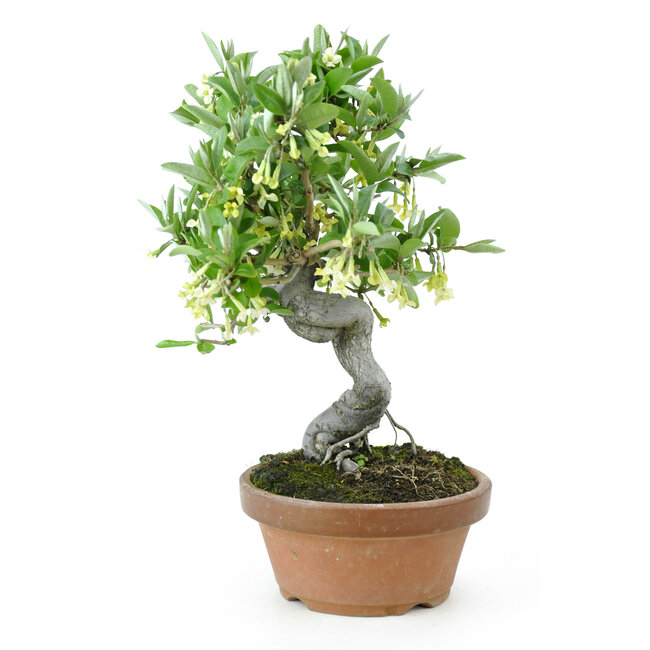 Eleagnus, 28,2 cm, ± 12 years old