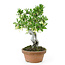 Eleagnus, 28,2 cm, ± 12 years old