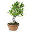 Eleagnus, 28,2 cm, ± 12 years old