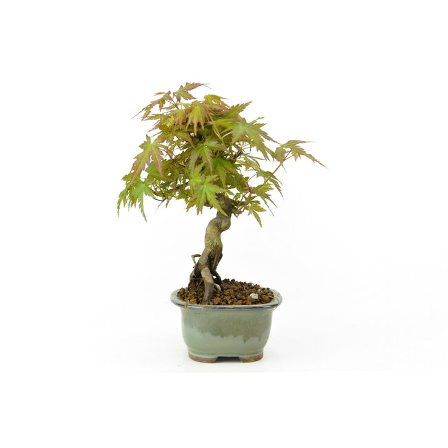 Japanischer Ahorn, 17,5 cm, ± 9 Jahre alt