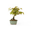 Japanese maple, 17,5 cm, ± 9 years old