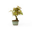 Japanese maple, 17,5 cm, ± 9 years old