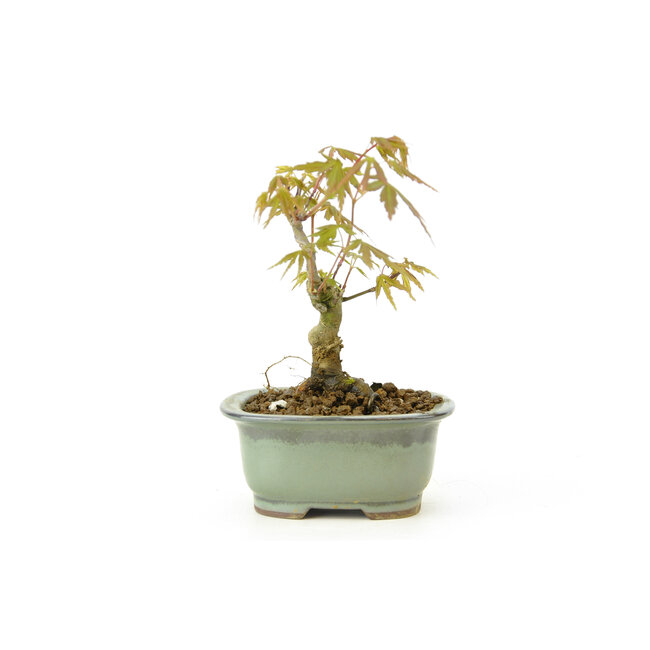 Japanese maple, 17 cm, ± 9 years old
