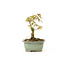 Japanese maple, 17 cm, ± 9 years old