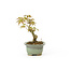 Japanese maple, 17 cm, ± 9 years old