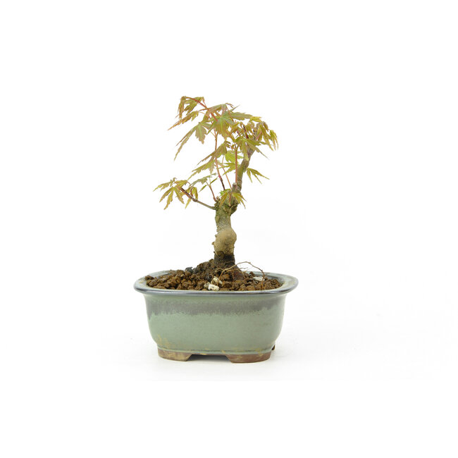 Japanischer Ahorn, 17 cm, ± 9 Jahre alt