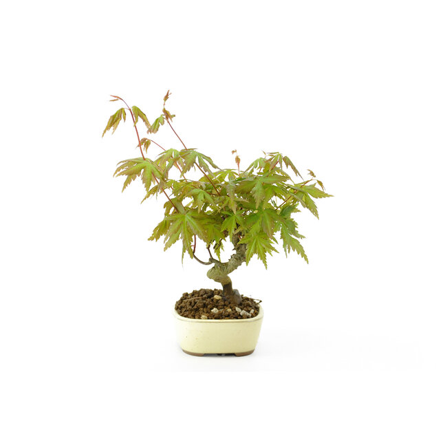 Arce japonés, 18 cm, ± 9 años