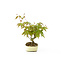 Japanese maple, 18 cm, ± 9 years old