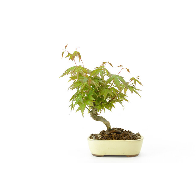 Arce japonés, 18 cm, ± 9 años