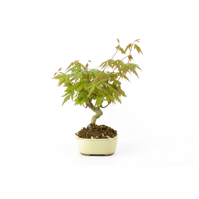 Arce japonés, 18 cm, ± 9 años