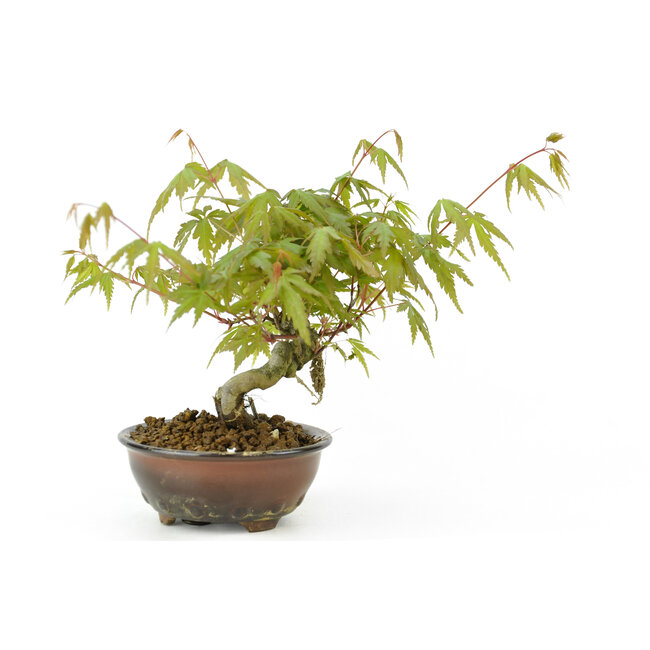 Japanischer Ahorn, 16 cm, ± 9 Jahre alt