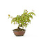 Japanese maple, 16 cm, ± 9 years old