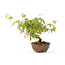 Japanese maple, 16 cm, ± 9 years old