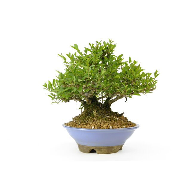 Japanese privet, 18 cm, ± 25 years old with a good ranification and an old bark