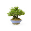 Japanese privet, 18 cm, ± 25 years old with a good ranification and an old bark