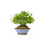 Japanese privet, 18 cm, ± 25 years old with a good ranification and an old bark