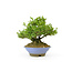 Japanese privet, 18 cm, ± 25 years old with a good ranification and an old bark