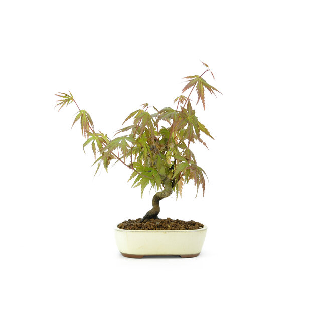 Japanese maple, 15 cm, ± 8 years old with a Japanese pot