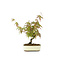 Japanese maple, 15 cm, ± 8 years old with a Japanese pot