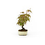 Japanese maple, 15 cm, ± 8 years old with a Japanese pot