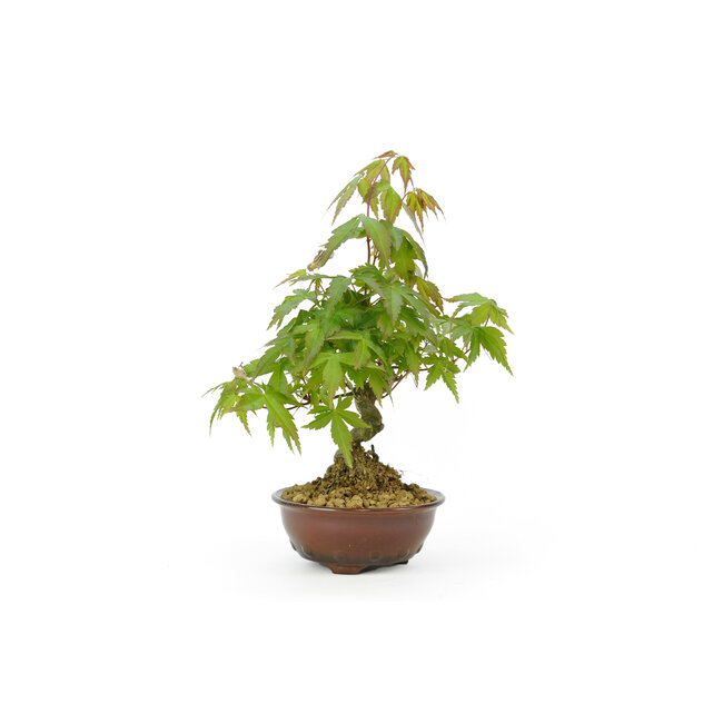 Érable japonais, 13,5 cm, ± 8 ans avec un pot japonais