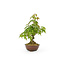 Japanese maple, 13,5 cm, ± 8 years old with a Japanese pot