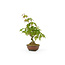 Japanese maple, 13,5 cm, ± 8 years old with a Japanese pot