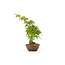 Japanese maple, 13,5 cm, ± 8 years old with a Japanese pot