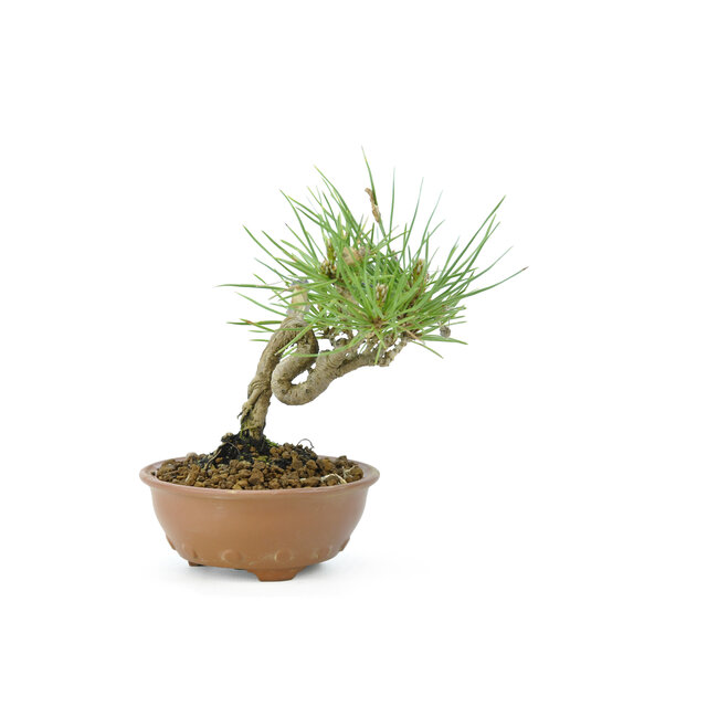 Japanese black pine, 11,5 cm, ± 8 years old with a Japanese pot