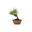 Japanese black pine, 11,5 cm, ± 8 years old with a Japanese pot