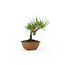 Japanese black pine, 11,5 cm, ± 8 years old with a Japanese pot