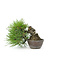 Japanese black pine, 13 cm, ± 15 years old with a Japanese pot