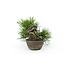 Japanese black pine, 13 cm, ± 15 years old with a Japanese pot