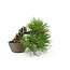 Japanese black pine, 13 cm, ± 15 years old with a Japanese pot