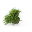 Japanese black pine, 13 cm, ± 15 years old with a Japanese pot