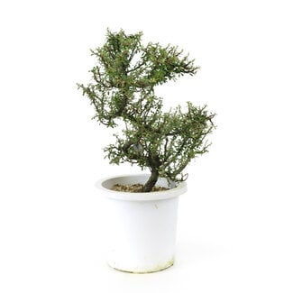 Cotoneaster rock, 20,1 cm, ± 7 anni