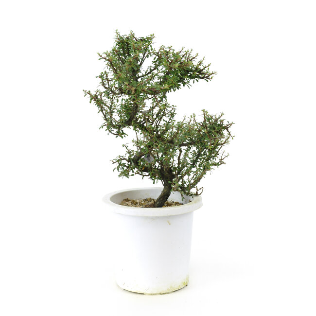 Rock Cotoneaster, 20,1 cm, ± 7 Jahre alt, mit kleinen weißen Blüten und kleinen roten Beeren