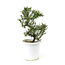 Rock cotoneaster, 20,1 cm, ± 7 years old with small white flowers and small red berries