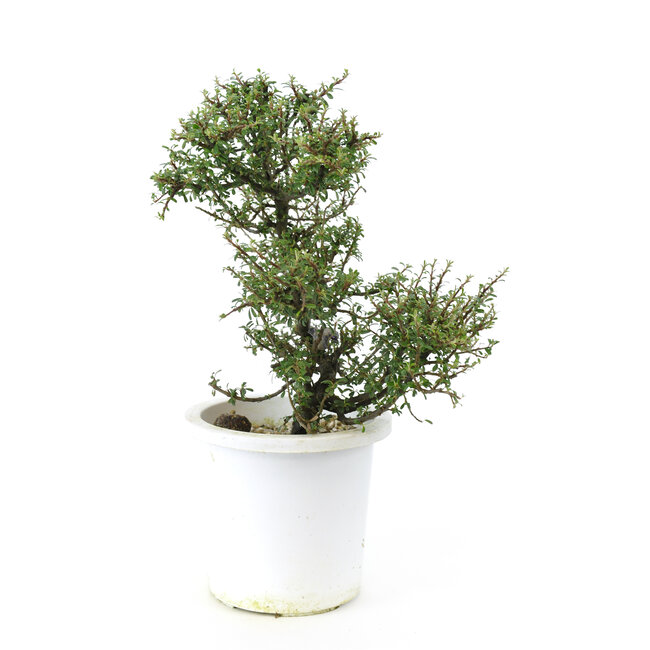 Cotonastro di roccia, 20,1 cm, ± 7 anni con piccoli fiori bianchi e piccole bacche rosse