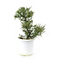 Cotonastro di roccia, 20,1 cm, ± 7 anni con piccoli fiori bianchi e piccole bacche rosse