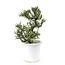 Rock cotoneaster, 20,1 cm, ± 7 years old with small white flowers and small red berries
