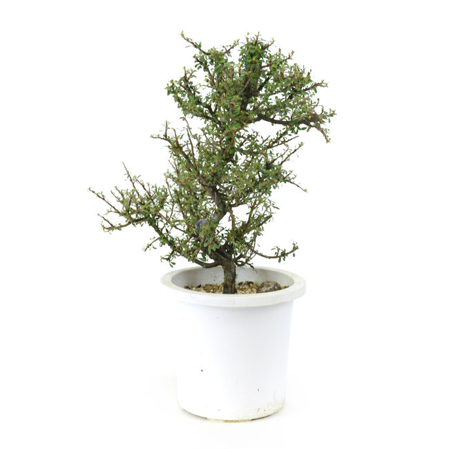 Rock Cotoneaster, 20,1 cm, ± 7 Jahre alt, mit kleinen weißen Blüten und kleinen roten Beeren