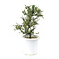 Cotonastro di roccia, 20,1 cm, ± 7 anni con piccoli fiori bianchi e piccole bacche rosse