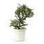 Rock cotoneaster, 21 cm, ± 7 years old with small white flowers and small red berries