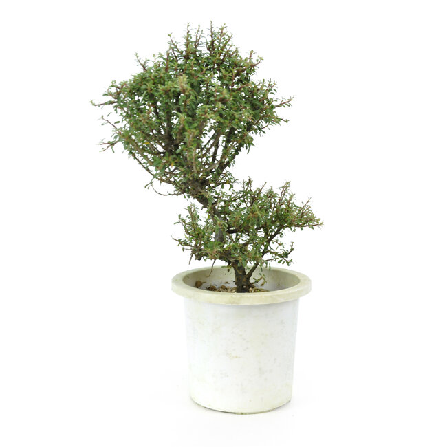 Cotonéaster de roche, 21 cm, ± 7 ans avec de petites fleurs blanches et de petites baies rouges