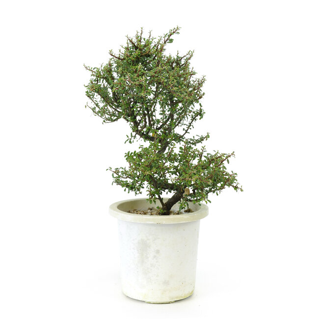 Cotonéaster de roche, 21 cm, ± 7 ans avec de petites fleurs blanches et de petites baies rouges