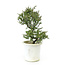 Rock cotoneaster, 21 cm, ± 7 years old with small white flowers and small red berries